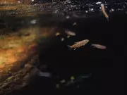 Urgent Call for Ottawa to Ban Salmon-Killing Tire Chemical 6PPD-Quinone