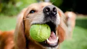 Veterinarians Warn: Tennis Balls Cause 'Tennis Ball Mouth' Dental Damage in Dogs