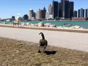 Windsor Expands Canada Goose Management Program with Relocation Strategy
