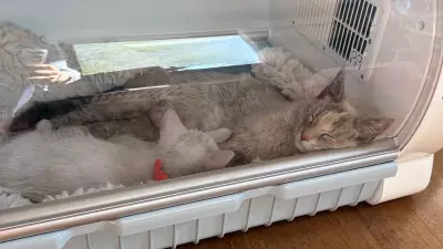 12 Kittens Rescued from Saskatoon Apartment Fire, Now in Foster Care