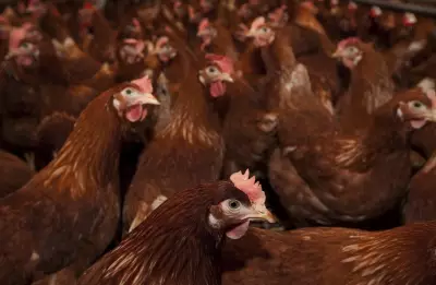 165,000 Chickens Dead in Abbotsford Barn Fire
