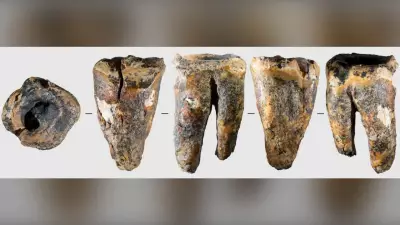 59,000-Year-Old Neanderthal Tooth Reveals Ancient Dental Care