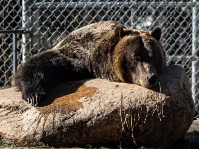 A Grizzly Day of Work: Caring for Saskatoon Zoo's Bears