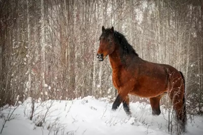 Alberta Horse Slaughterhouse Permanently Closed