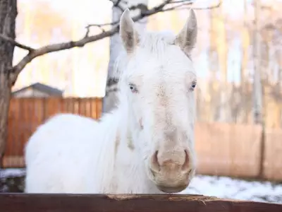 Alberta's Last Horse Slaughterhouse Closes, Leaving Only One in Canada