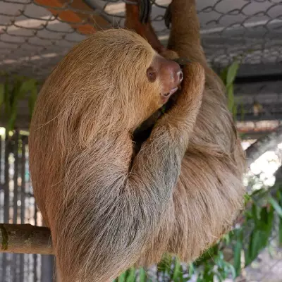 Another Sloth Dies at Central Florida Zoo Amid Probe into Troubled Attraction