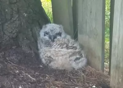 Baby Great Horned Owl Reunited with Mother After Falling from Nest