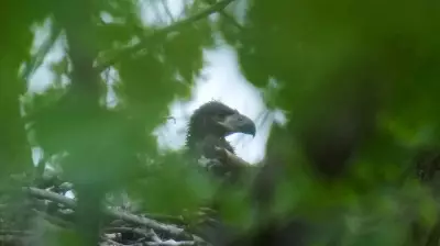 Bald Eagle Hatchlings Spotted in Chicago for First Time in Over a Century