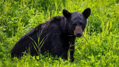 Bear Traps Set Up on Public Property in Sault Ste. Marie