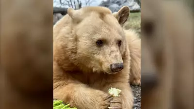 Beloved 'Blond' Calgary Bear Manuka Leaving Zoo in Early June