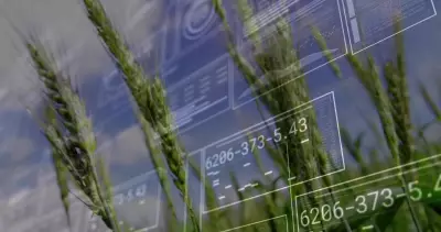 BlackSwan Cyber Group: Building a Vendor-Neutral Firm with Mentorship Culture in Saskatchewan