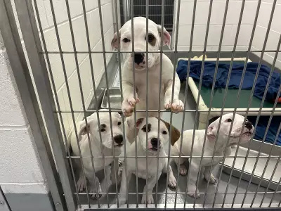 Calgary and Humane Society Partner to Boost Pet-Friendly Affordable Housing