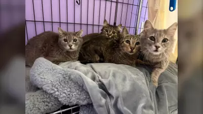 Calgary Animal Rescue Gets 16 Cats, 3 Give Birth on Mother's Day