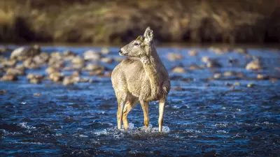 Calgary Weekend: Isolated Showers and Mix of Sun and Cloud