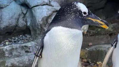 Calgary Zoo Euthanizes Gentoo Penguin Akio Due to Health Issues