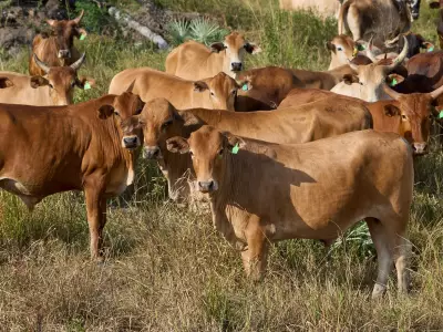 Canada's Beef Producers Warn Mercosur Trade Deal Could Devastate Industry