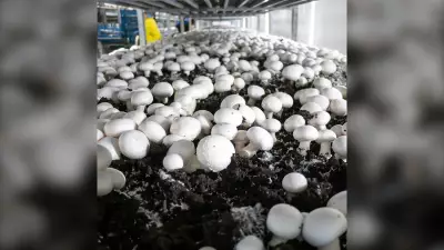 Canadian Mushroom Farmers Face New Tariffs, Risk Layoffs