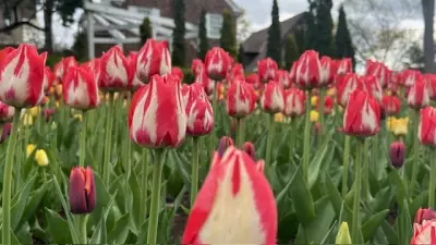Canadian Tulip Festival Launches Busy Ottawa Tourism Season