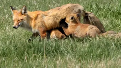Celebrating Mother's Day with Mike Drew's Wildlife Photos of Moms and Babies