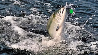 Chinook Salmon Study Reveals Shifting Diets Across B.C.'s Salish Sea