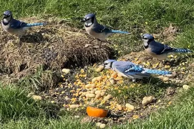 City Birds More Scared of Women Than Men, Study Finds