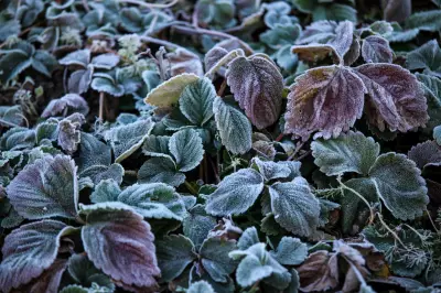 City Gardener: Protecting Plants from Late May Frosts in Ontario