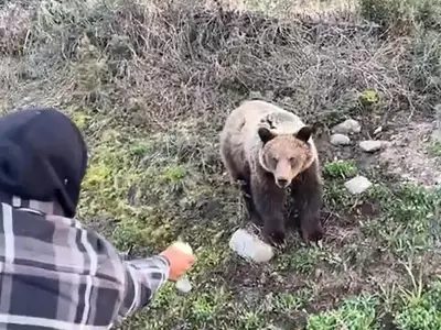 Conservation Officers Probe Illegal Hand-Feeding of Grizzly Bears in Smithers Area