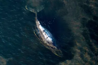 Dead Humpback Whale Brought to Shore in Denmark for Necropsy