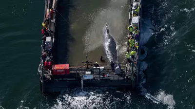 Dead Humpback Whale Confirmed as Rescued 'Timmy' Near Danish Island