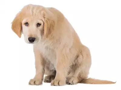 Dear Abby: Delightful Friend's 'Wonderful' Pup No Longer Welcome