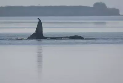 Denmark to Autopsy 'Timmy' the Humpback Whale Found Dead Near Poel Island