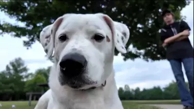 Dog Reunited with Owner After Being Swept Away in Floodwaters