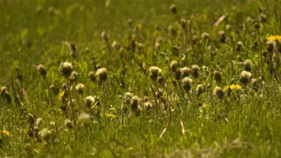 Edmonton Ramps Up Volunteer Weed Pulling Events This Spring and Summer