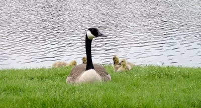 Essex Man Fined $1,000 for Harassing and Attempting to Injure Canada Geese