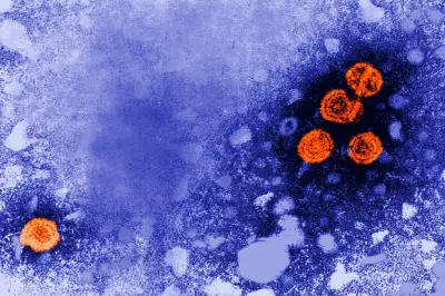 Experimental Hepatitis B Drug Shows Promise for 'Functional Cure'