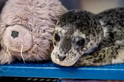 First Seal Pup Rescue of 2026 Season at Vancouver Aquarium
