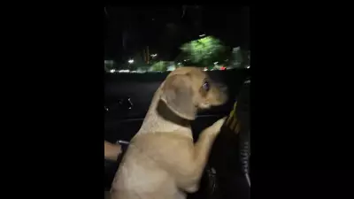 Florida man arrested after puppy exposed to cocaine, witnesses report strangulation