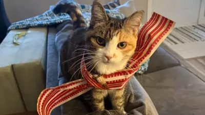 Franco the Cat Rescued on MacKay Bridge Reunited with Family