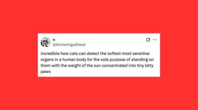 Funniest Pet Posts of the Week: Cats and Dogs at Their Best