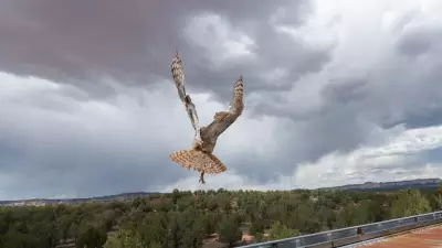Great Horned Owl Stuck in Concrete Mixer Rescued, Treated, Released