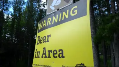 Grizzlies Force Closure of Part of Alberta's Highway 40 to Hikers and Cyclists