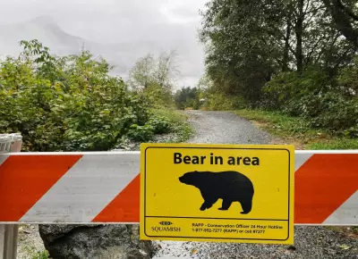Grizzly Bear Sighting on Northern Vancouver Island Prompts Caution