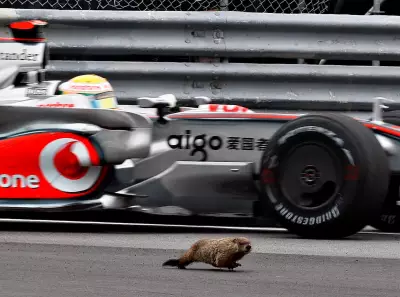 Groundhog Struck at F1 Grand Prix Raises Safety Concerns in Montreal