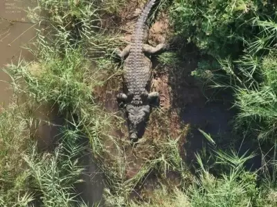 Human Remains Found Inside 1,000-Pound Crocodile in South Africa