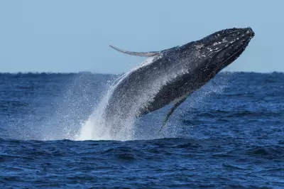 Humpback Whales Smash Migration Record with Epic 13,000km Journey