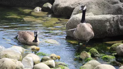 'Illegal and cruel': Canada goose rescued after being impaled by arrow in West Vancouver