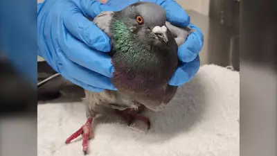 Injured Pigeon Needs Ride from North Bay to Wildlife Sanctuary