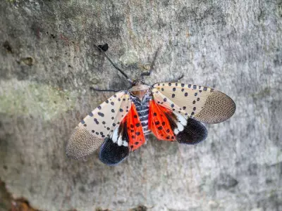 Invasive Spotted Lanternfly Found in Ontario Shipment from US