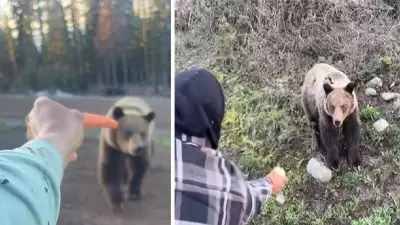 Investigation Launched into Videos of Men Hand-Feeding Grizzly Bear in B.C.