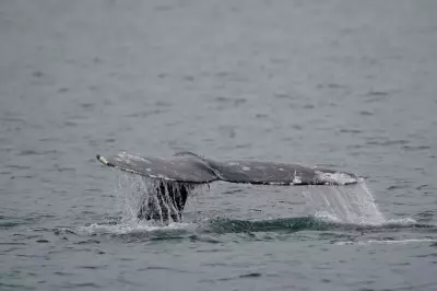 Jet Ski Collides with Grey Whale off Vancouver Beach